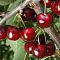 Черешня колоновидная Хелена - Dolina-Sad.Ru