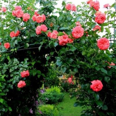 Роза Антик Роза Антик фото