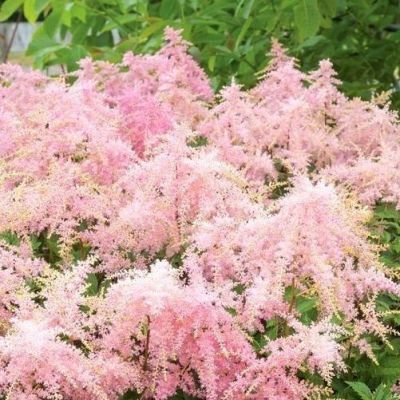 Астильба Арендса Файервокс Пинк - Dolina-Sad.Ru