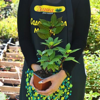 Гортензия метельчатая Полестар, С3 Гортензия метельчатая Полестар, С3 - Dolina-Sad.Ru