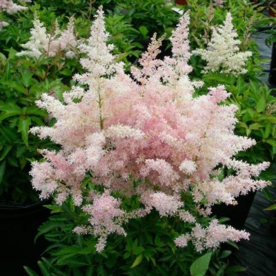 Астильба Арендса Файервокс Пинк - Dolina-Sad.Ru