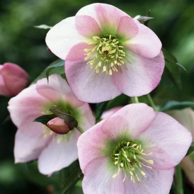 Морозник Баллард Гибридс фото