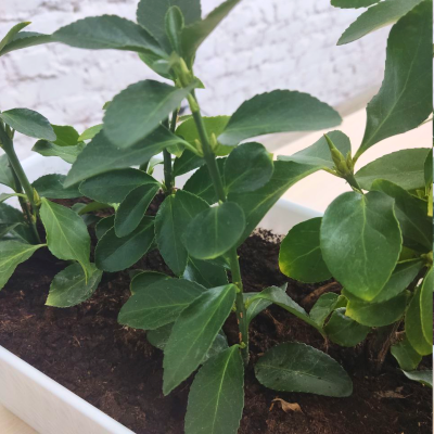 Бересклет японский Бересклет японский фото