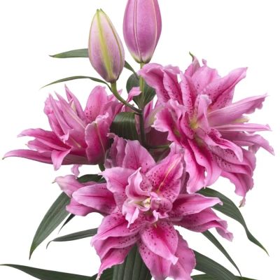 Лилия Роузлили Талисса - Dolina-Sad.Ru