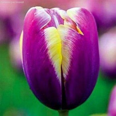 Тюльпан Атлантис Тюльпан Атлантис фото