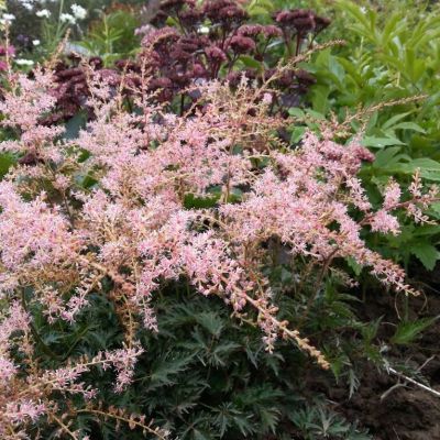 Астильба простолистная Спрайт - Dolina-Sad.Ru