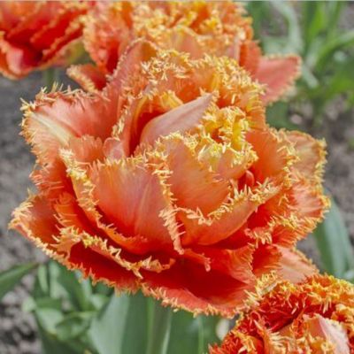 Тюльпан Эспирит Тюльпан Эспирит фото