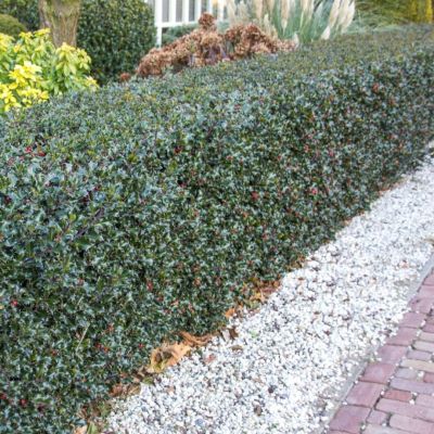 Падуб мезерва Хекенблау Падуб мезерва Хекенблау - Dolina-Sad.Ru