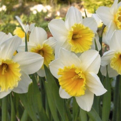 Нарцисс Слим Витман Нарцисс Слим Витман - Dolina-Sad.Ru