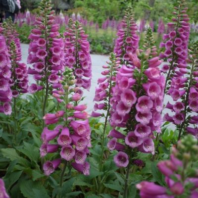 Наперстянка Виртуозо Ред Наперстянка Виртуозо Ред - Dolina-Sad.Ru