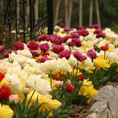 Клумба Махровых Тюльпанов Клумба Махровых Тюльпанов фото