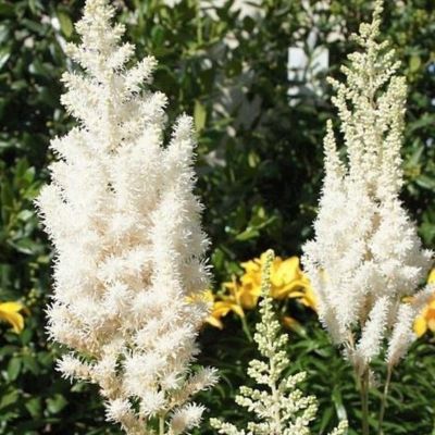 Астильба Даймондз энд Перлз Астильба Даймондз энд Перлз - Dolina-Sad.Ru