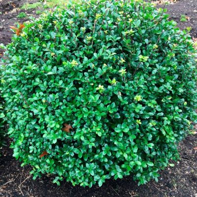 Падуб городчатый Ротундифолиа Падуб городчатый Ротундифолиа - Dolina-Sad.Ru