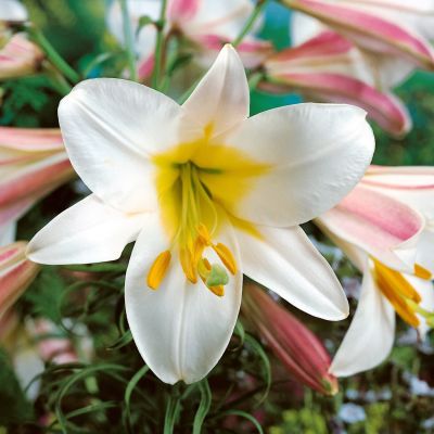 Лилия Регале Лилия Регале фото