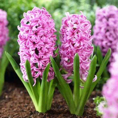 Гиацинт Пинк Перл Гиацинт Пинк Перл фото