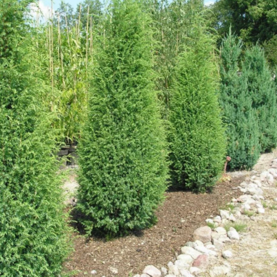 Можжевельник обыкновенный Суецика, С3 Можжевельник обыкновенный Суецика, С3 - Dolina-Sad.Ru
