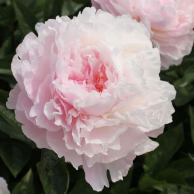 Пион Альберт Круссе - Dolina-Sad.Ru