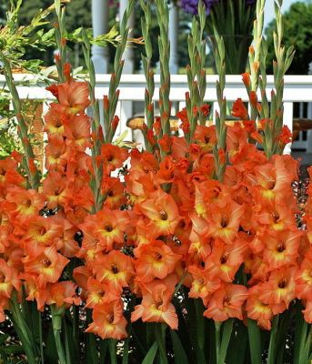 Гладиолус Олимпик Флэйм - Dolina-Sad.Ru