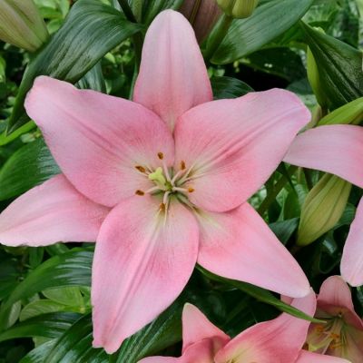 Лилия Лексингтон - Dolina-Sad.Ru