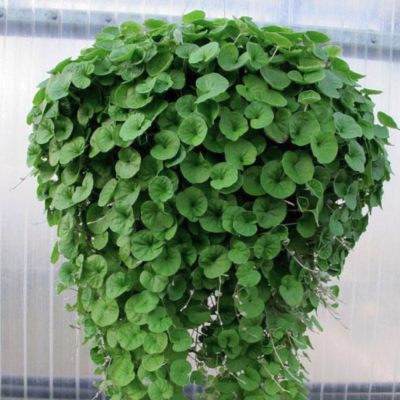 Дихондра ампельная Дихондра ампельная фото