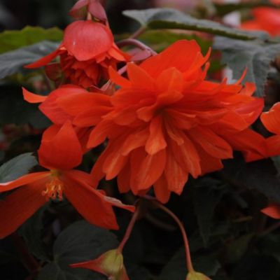 Бегония Беллекония Хот Оранж Бегония Беллекония Хот Оранж - Dolina-Sad.Ru