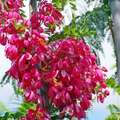 Кассия Камилла, Ренигера Кассия Камилла, Ренигера фото