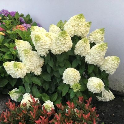 Гортензия метельчатая Мэджикал Мун Бланк Гортензия метельчатая Мэджикал Мун Бланк - Dolina-Sad.Ru