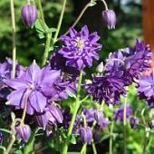 Аквилегия махровая Блу Барлоу Аквилегия махровая Блу Барлоу - Dolina-Sad.Ru