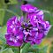 Флокс метельчатый Пурпл Кисс - Dolina-Sad.Ru