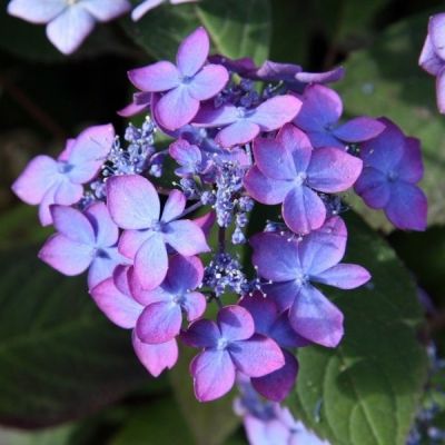Гортензия пильчатая Мэджик Сансэт Гортензия пильчатая Мэджик Сансэт - Dolina-Sad.Ru