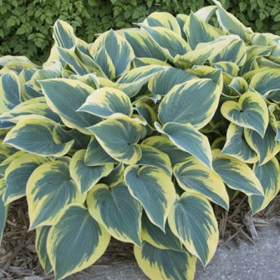 Хоста Первый Мороз Хоста Первый Мороз фото