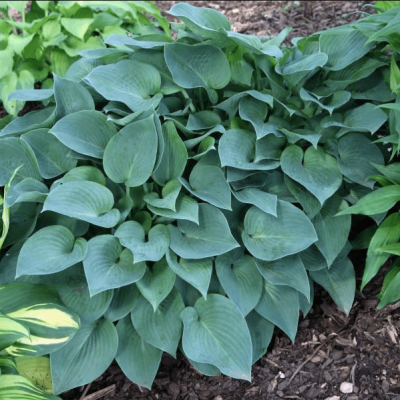 Хоста Пасифик Блю Эджер Хоста Пасифик Блю Эджер фото