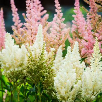 Астильба Юник Уайт Астильба Юник Уайт фото