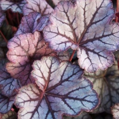 Гейхера Гардиан Энджел Гейхера Гардиан Энджел - Dolina-Sad.Ru