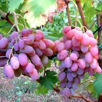 Виноград Гелиос Виноград Гелиос фото