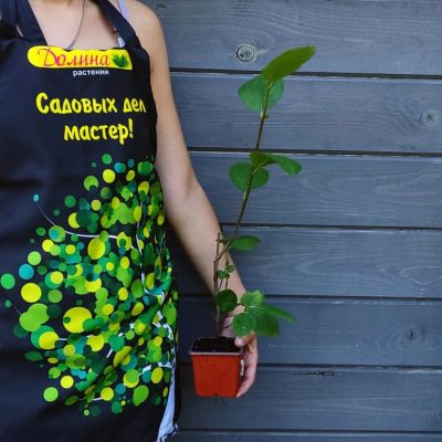 Рябина черноплодная Мичурина Амит - Dolina-Sad.Ru