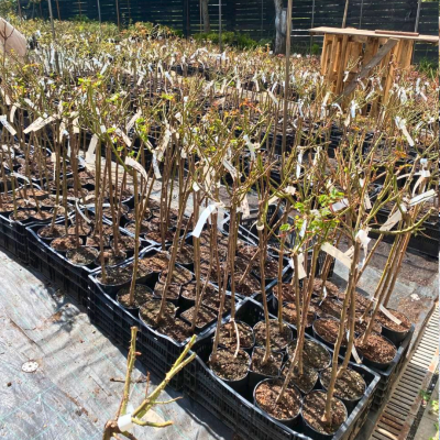 Роза штамбовая Топкапи Роза штамбовая Топкапи фото