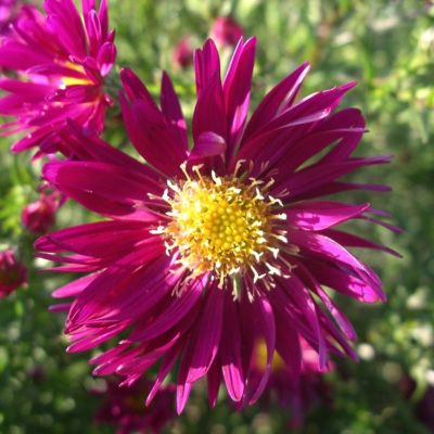 Астра новобельгийская Винсон Чирчил - Dolina-Sad.Ru