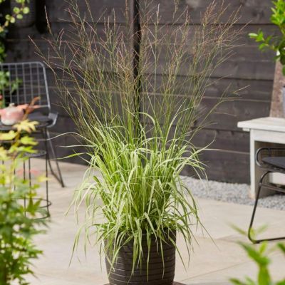 Молиния тростниковая Мостенвельд - Dolina-Sad.Ru