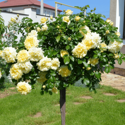 Роза штамбовая Майсур Роза штамбовая Майсур фото