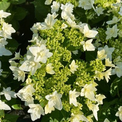 Гортензия крупнолистная Финия Гортензия крупнолистная Финия - Dolina-Sad.Ru