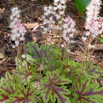 Гейхера Аппалачиан Трейл Гейхера Аппалачиан Трейл - Dolina-Sad.Ru