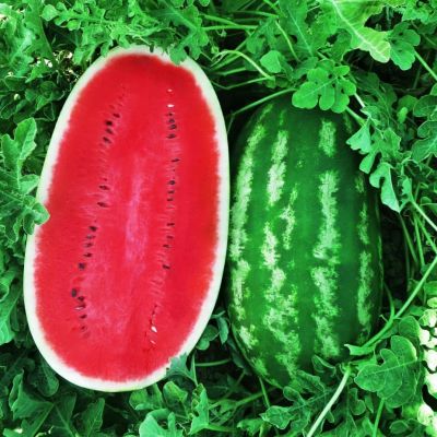 Арбуз Зеленая Торпеда Арбуз Зеленая Торпеда фото