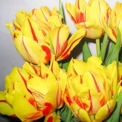 Тюльпан Монселла Тюльпан Монселла фото