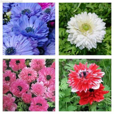 Комплект анемон Комплект анемон фото