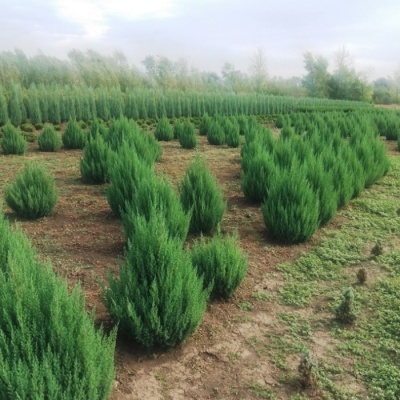 Можжевельник китайский Стрикта, С3 - Dolina-Sad.Ru