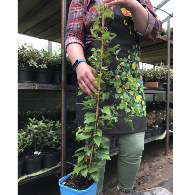 Клематис Руж Кардинал Клематис Руж Кардинал фото