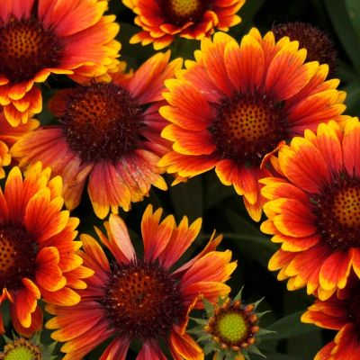 Гайлардия Аризона Сан - Dolina-Sad.Ru