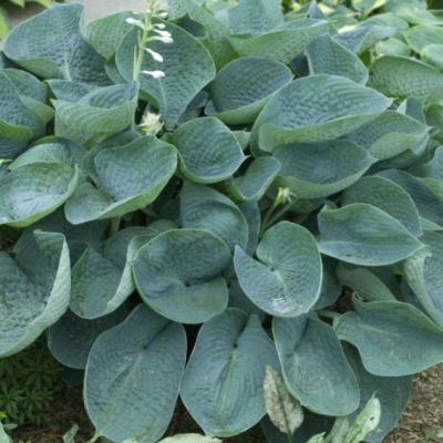 Хоста Абиква Дринкинг Гуард , C2 Хоста Абиква Дринкинг Гуард , C2 фото