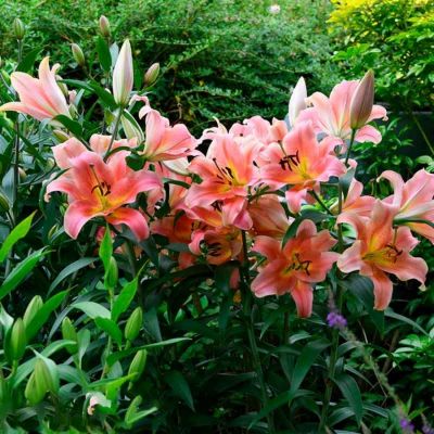 Лилия Зельмира - Dolina-Sad.Ru